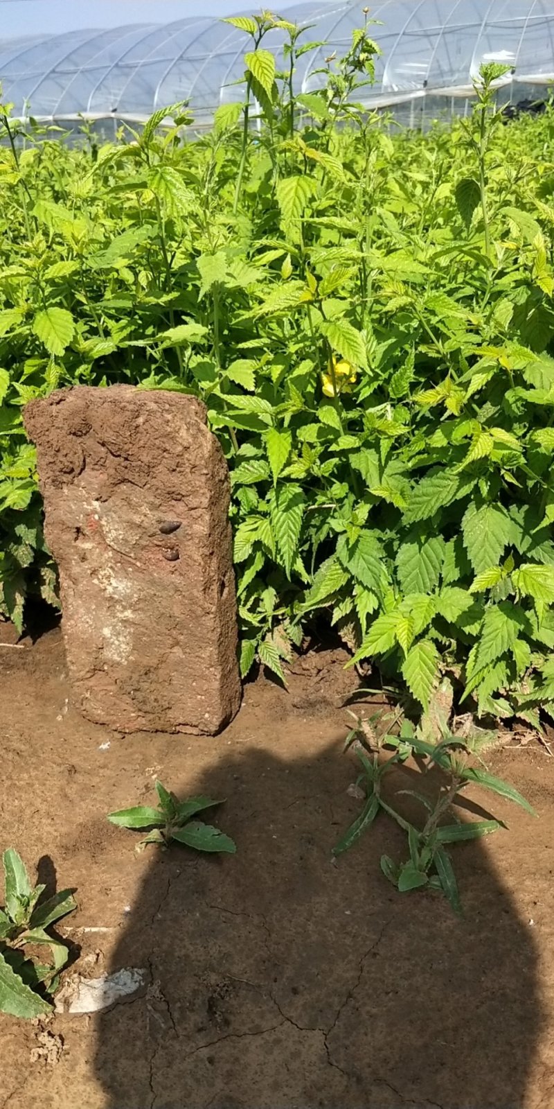 上杯棣堂优质青州，，，，