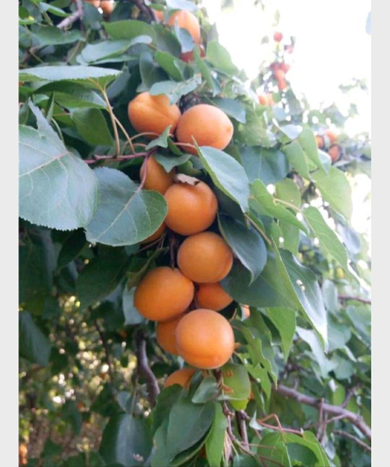 杏。金太阳杏，仰韶杏果脯杏，工厂加工收果脯的联系，