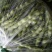大青豆（新鲜大青豆现货）