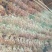葱头（新鲜葱头种子现货）