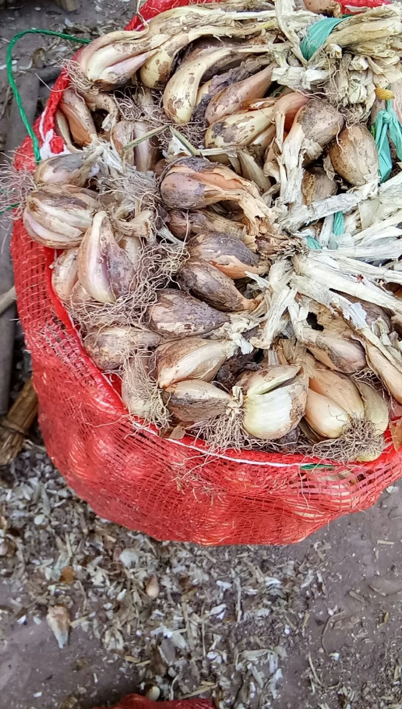 葱头（新鲜葱头种子现货）