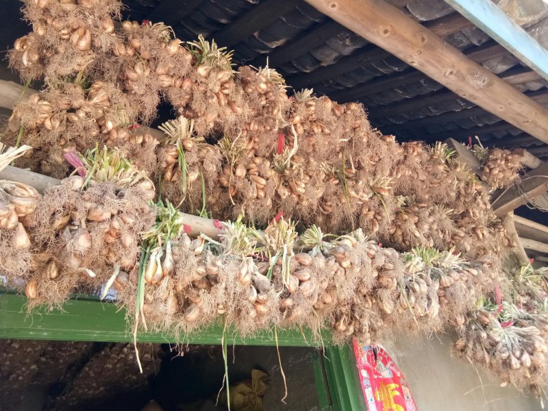 葱头（新鲜葱头种子现货）
