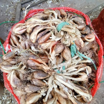 葱头（新鲜葱头种子现货）