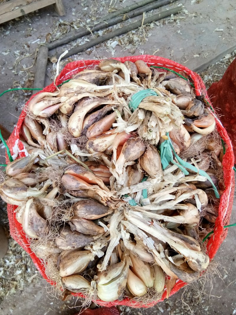 葱头（新鲜葱头种子现货）