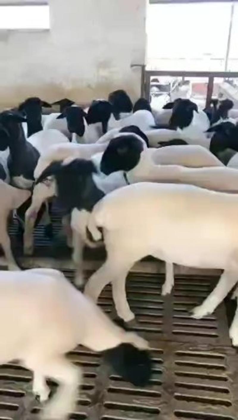 广东惠州原产地黑山羊种羊母羊小羊羔活体小羊仔多少钱一只