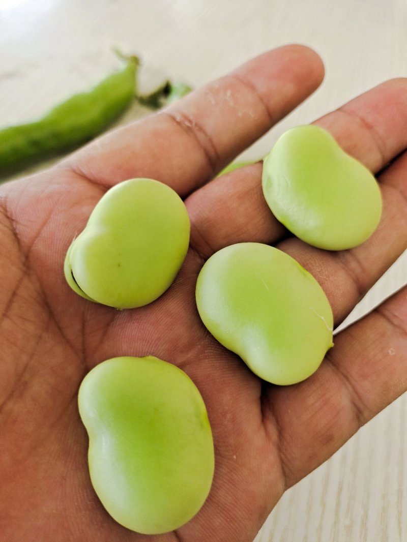 蚕豆。大量上市有需求联系。现有冷库货