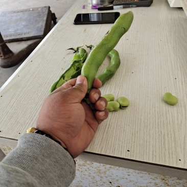 蚕豆。大量上市有需求联系。现有冷库货