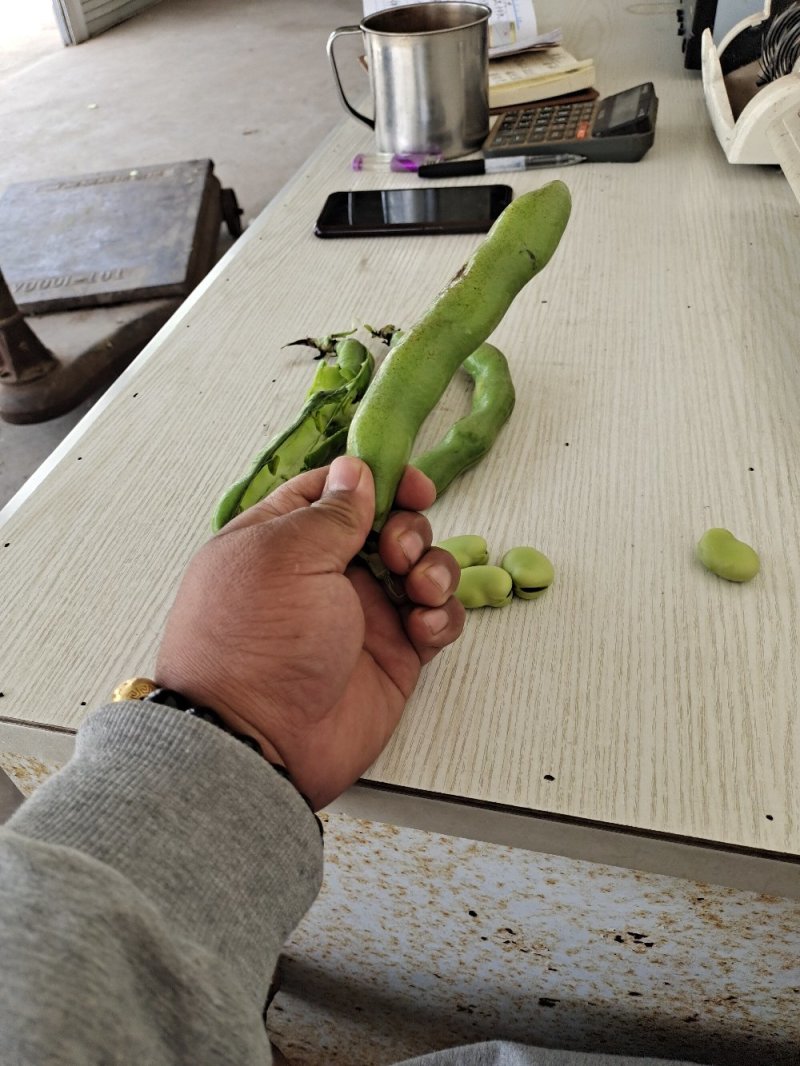蚕豆。大量上市有需求联系。现有冷库货
