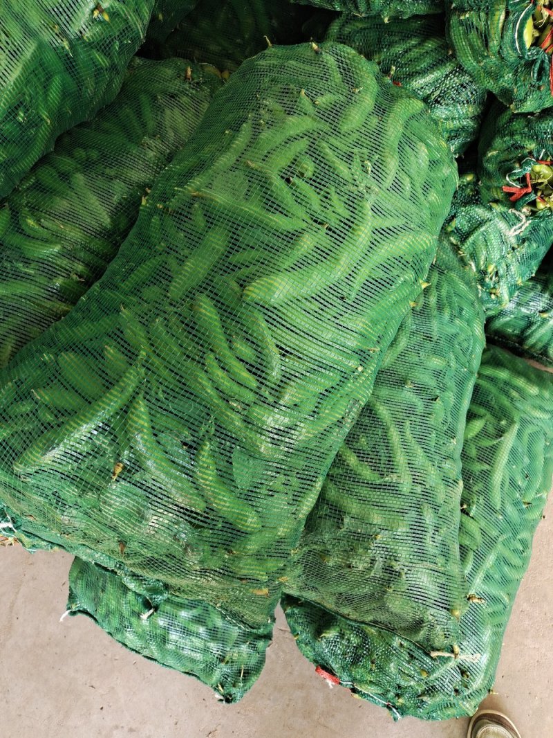 蚕豆。大量上市有需求联系。现有冷库货