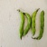 蚕豆。大量上市有需求联系。现有冷库货