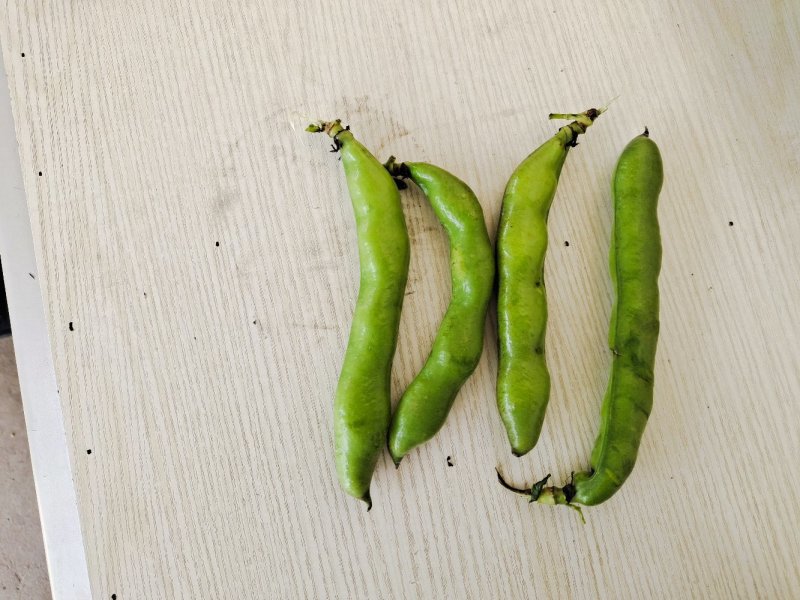 蚕豆。大量上市有需求联系。现有冷库货