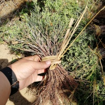 辽宁开原沈阳塔柏小苗工程苗杯苗繁育基地一手货源