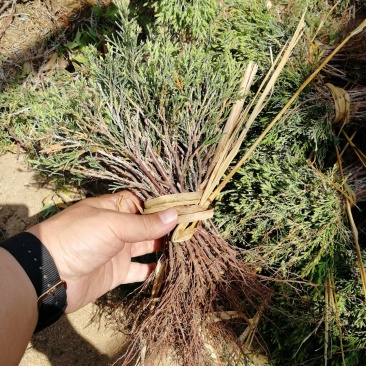 辽宁开原沈阳塔柏小苗工程苗杯苗繁育基地一手货源