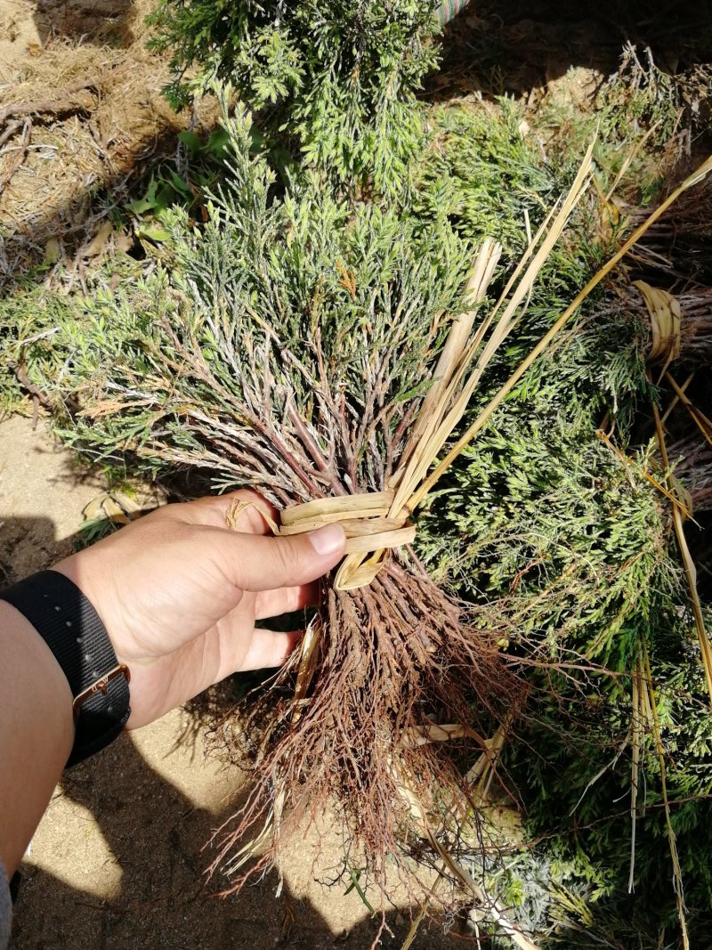 辽宁开原沈阳塔柏小苗工程苗杯苗繁育基地一手货源