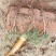 辽宁开原沈阳塔柏小苗工程苗杯苗繁育基地一手货源