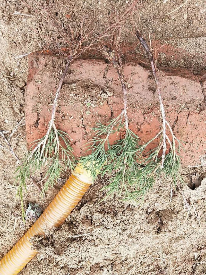 辽宁开原沈阳塔柏小苗工程苗杯苗繁育基地一手货源