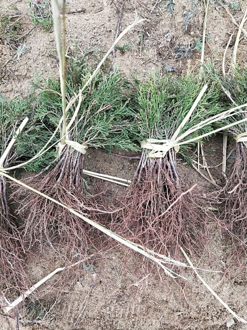 辽宁开原沈阳塔柏小苗工程苗杯苗繁育基地一手货源