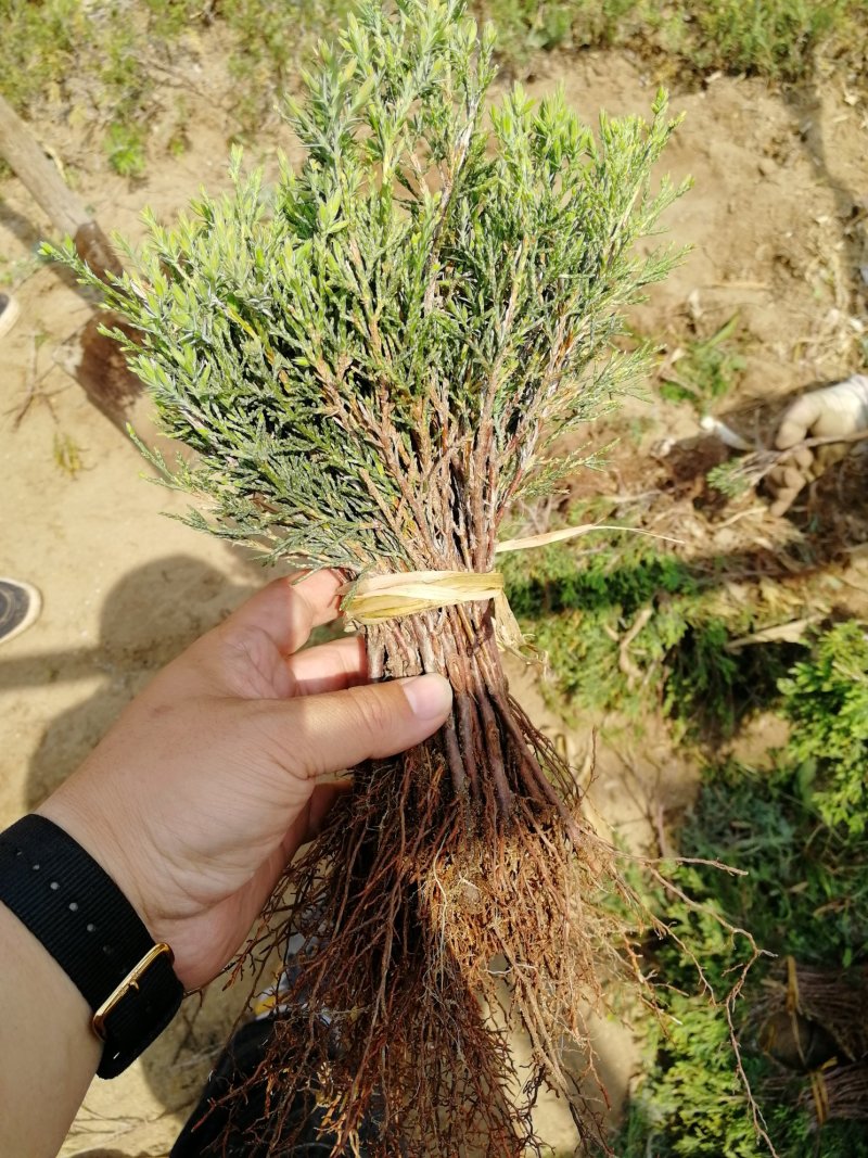 辽宁开原沈阳塔柏小苗工程苗杯苗繁育基地一手货源