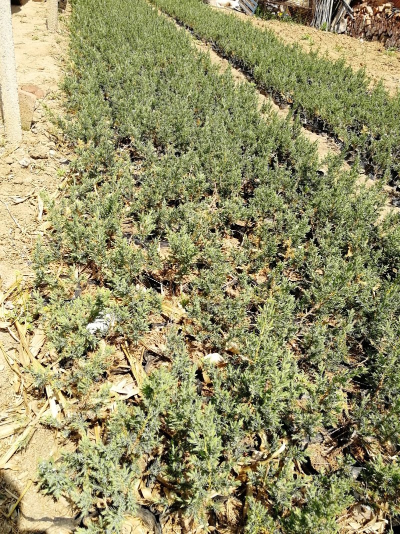 辽宁开原沈阳塔柏小苗工程苗杯苗繁育基地一手货源