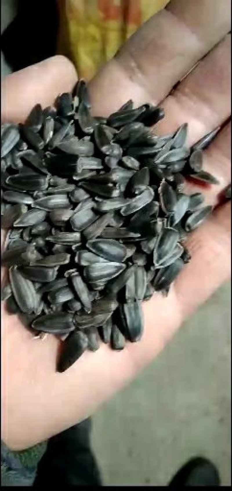 精选油葵