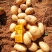 陕北纯沙地希森六号黄心226土豆颜色薯型非常漂亮