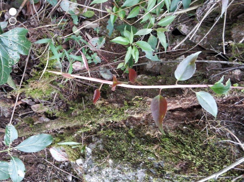 小血藤野生药材可以泡酒包邮