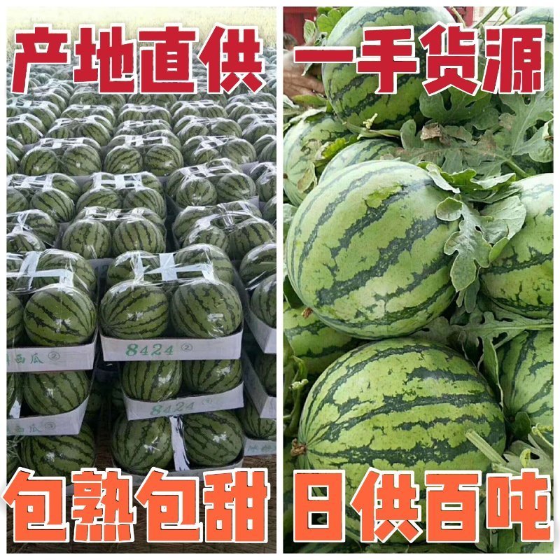 《实力》美都西瓜精品8424万亩基地商超优选诚信为本