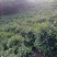 信阳毛尖商城高山茶