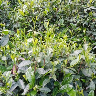 信阳毛尖商城高山茶