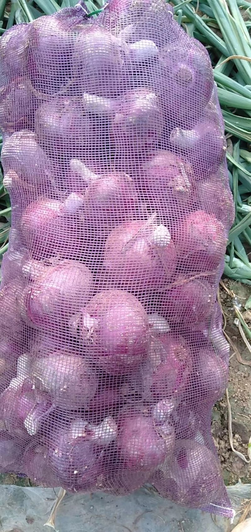 鑫福红皮洋葱中高圆型，规模种植，一手货源按需分捡质量保证