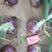 鑫福红皮洋葱中高圆型，规模种植，一手货源按需分捡质量保证