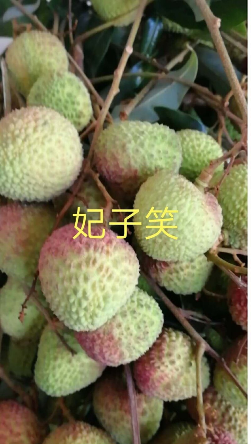 广东妃子笑，白糖，黑叶等各品种正大量上市中，产地新鲜直供