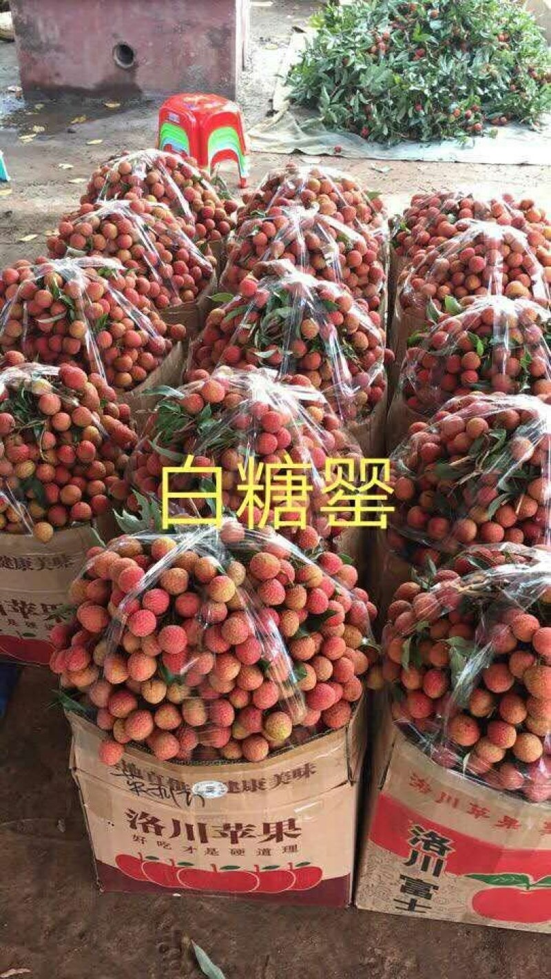 广东妃子笑，白糖，黑叶等各品种正大量上市中，产地新鲜直供