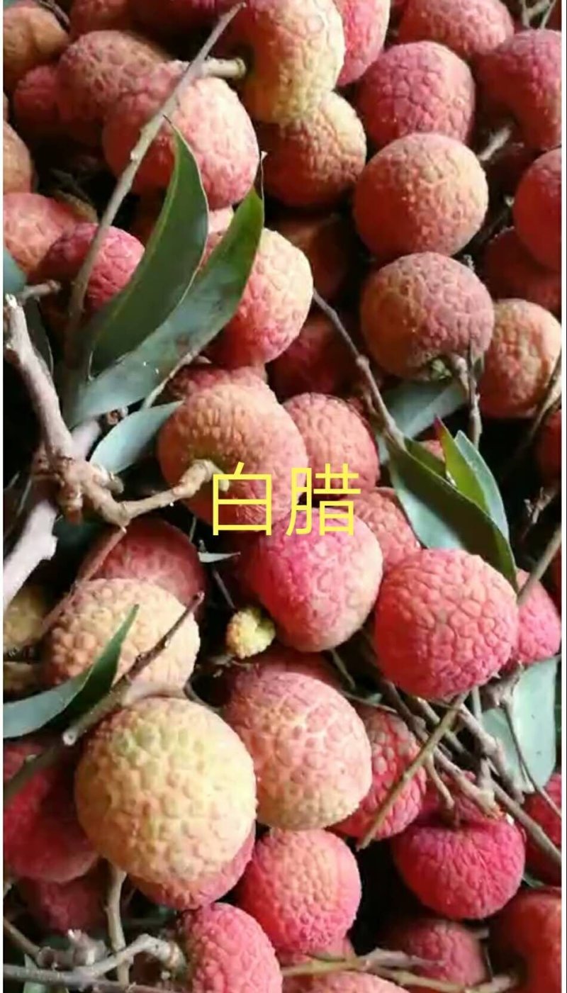 广东妃子笑，白糖，黑叶等各品种正大量上市中，产地新鲜直供