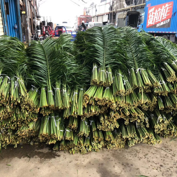 香花园鲜花批发各种型号针葵叶