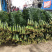 香花园鲜花批发各种型号针葵叶