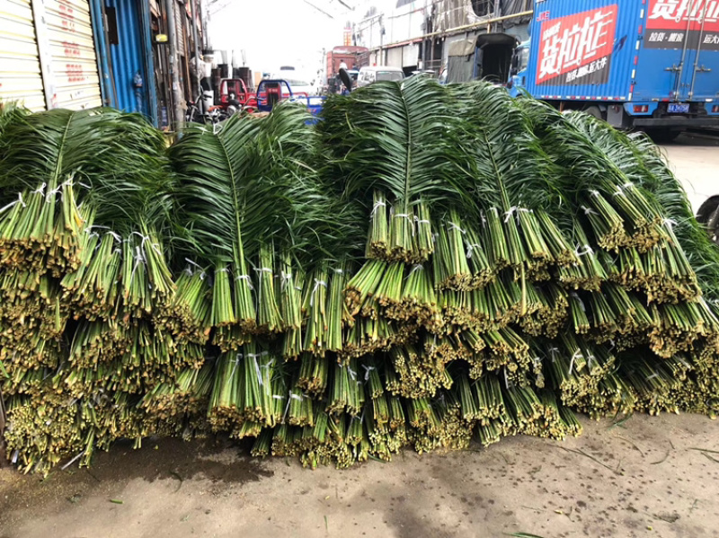 香花园鲜花批发各种型号针葵叶