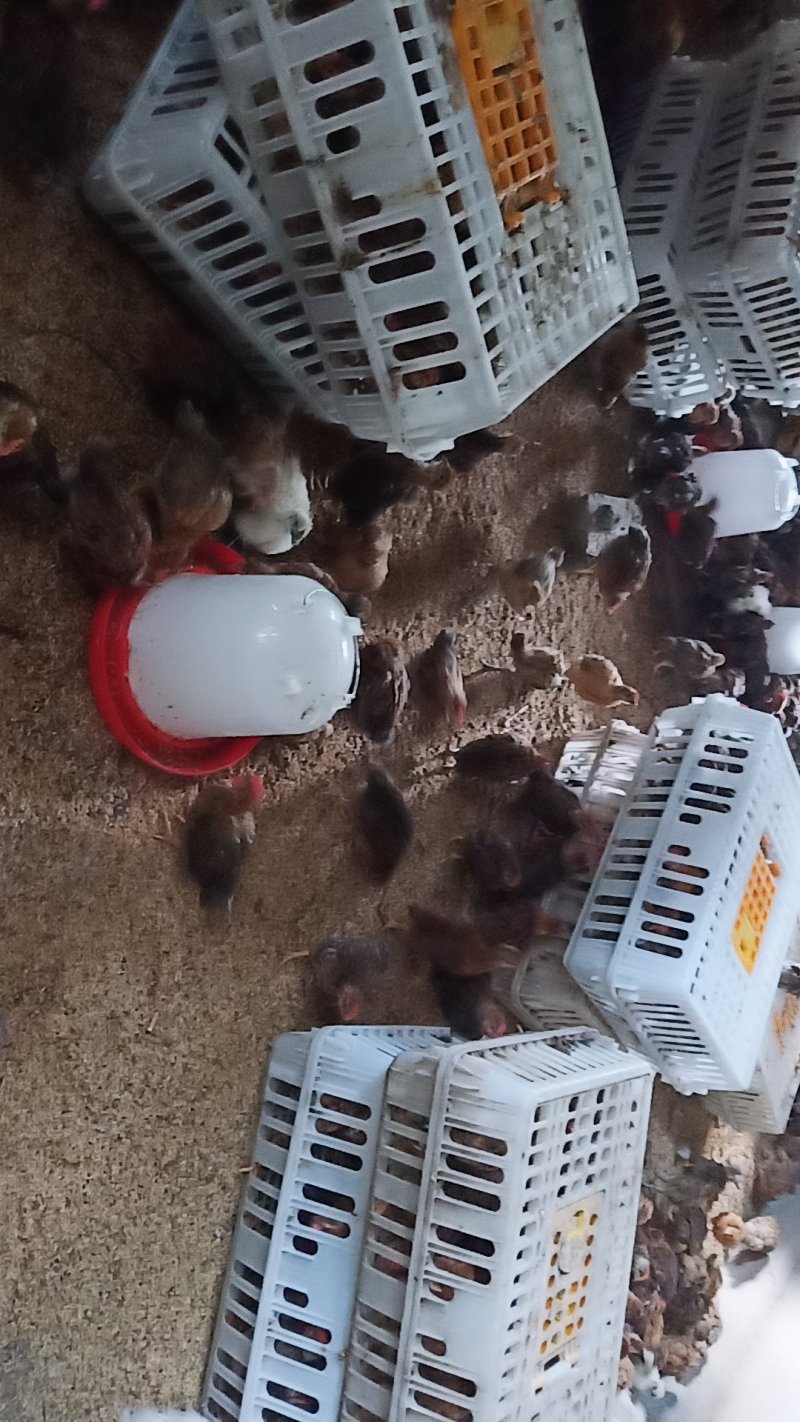 鸡苗