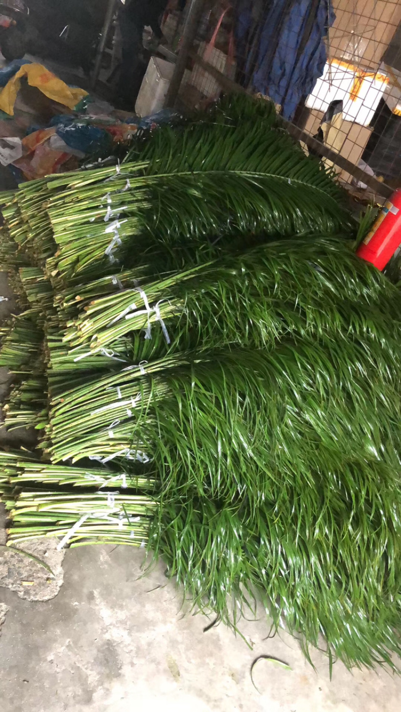 香花园鲜花批发各种型号针葵叶