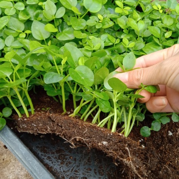 鸭脚木苗四季常青观叶花卉绿植净化空气