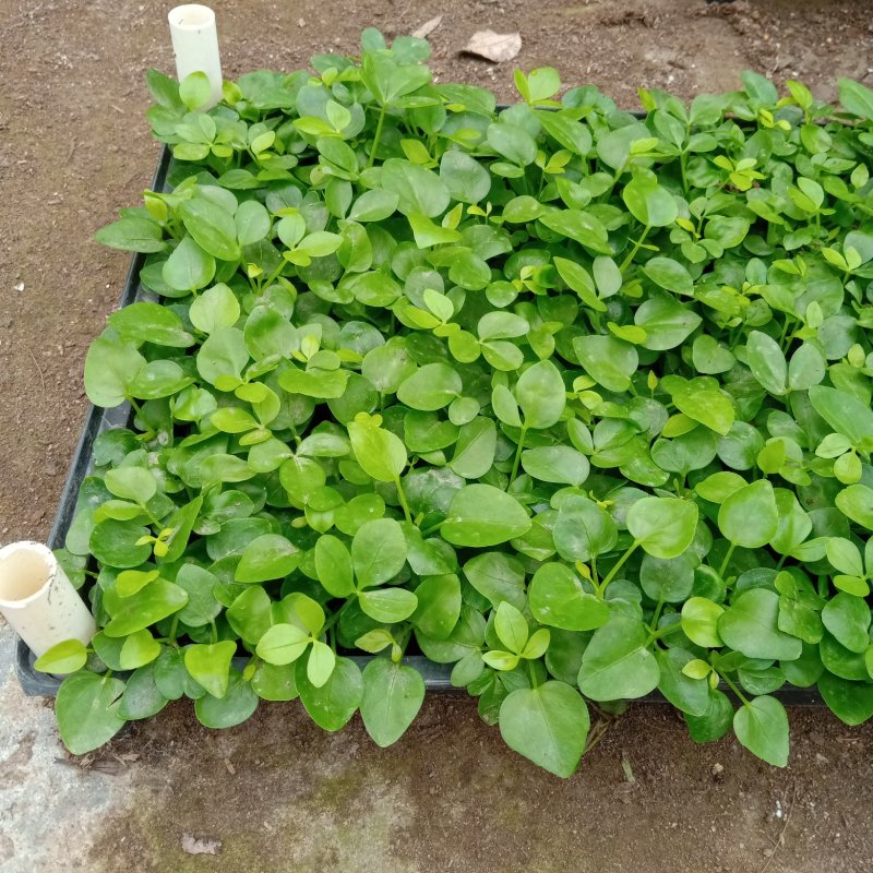 鸭脚木苗四季常青观叶花卉绿植净化空气