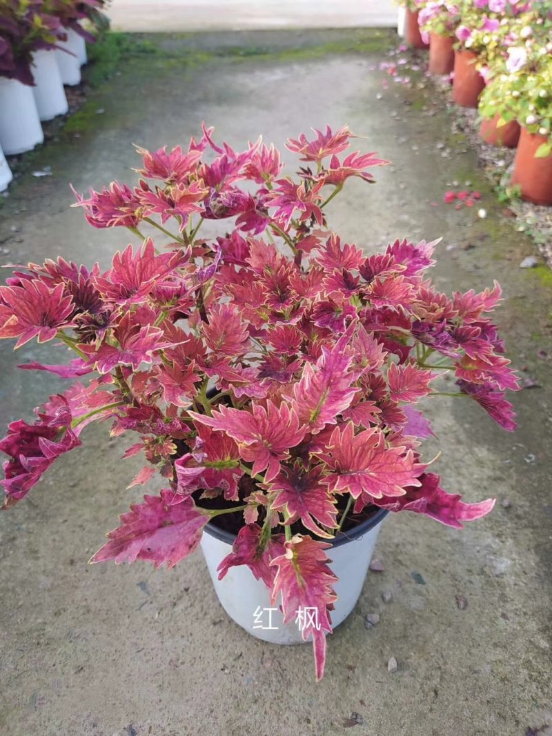 彩叶草！进口彩叶草花彩叶红彩叶黄彩叶种植基地