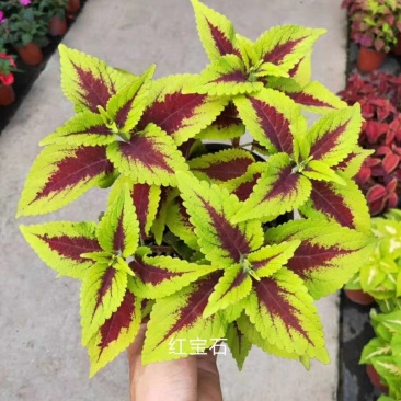 彩叶草!进口彩叶草花彩叶红彩叶黄彩叶种植基地