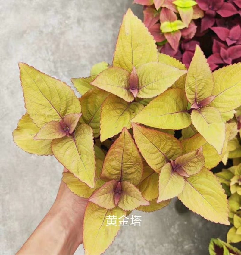 彩叶草！进口彩叶草花彩叶红彩叶黄彩叶种植基地