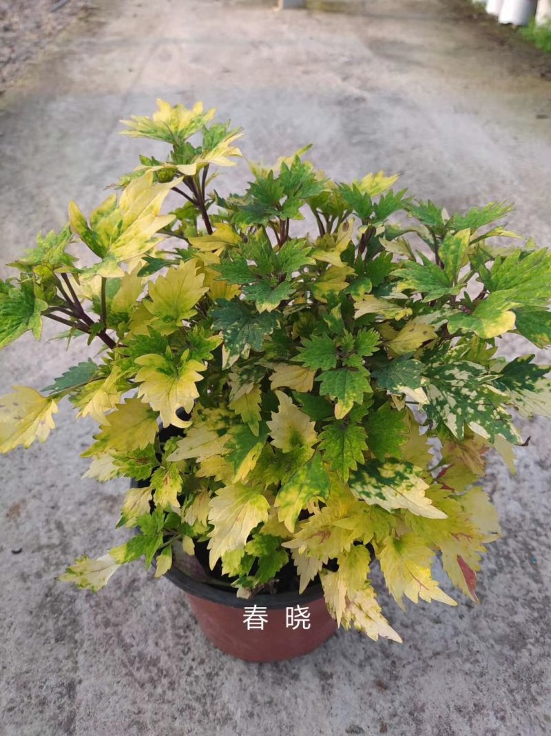 彩叶草！进口彩叶草花彩叶红彩叶黄彩叶种植基地