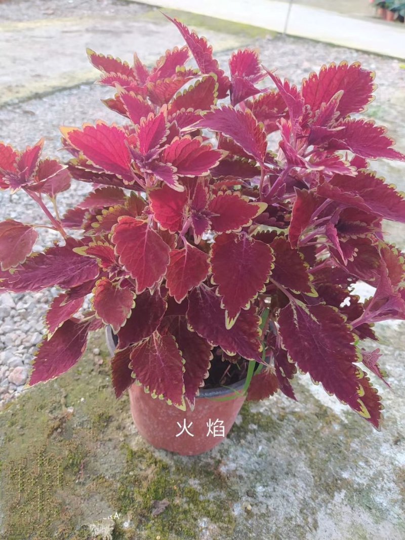 彩叶草！进口彩叶草花彩叶红彩叶黄彩叶种植基地