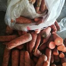 市场胡萝卜加工厂胡萝卜。养殖场胡萝卜。，，，，，，