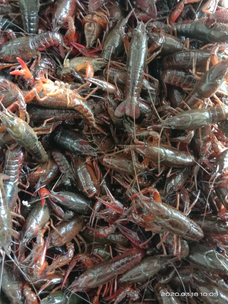 小龙虾