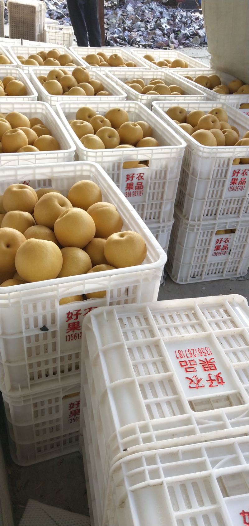 山东冠县绿宝石梨6月25号上市万亩梨园产地