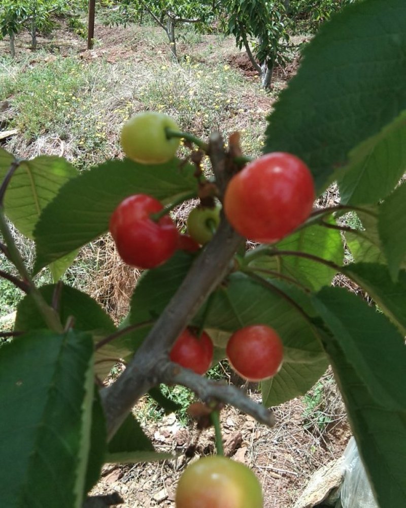 山东沂源大樱桃